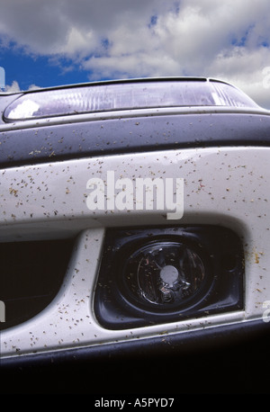 Les mouches et autres insectes écrasés sur la face avant d'une voiture Banque D'Images