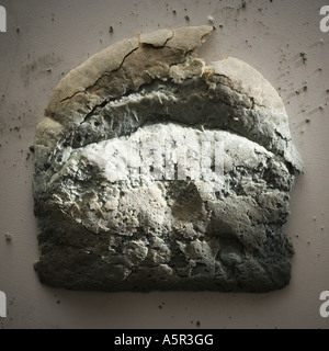 Tranche de pain moisi Banque D'Images