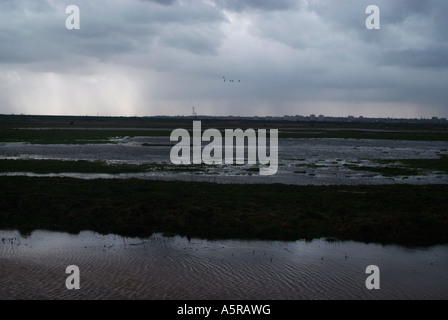 Rainham Marsh qui est maintenant une réserve naturelle appartenant à la RSPB (Royal Society for the Protection of Birds). 6139 Banque D'Images