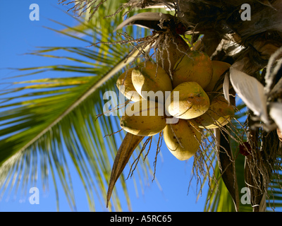 Gran Canaria, Puerto de Mogan, Palm Tree Banque D'Images