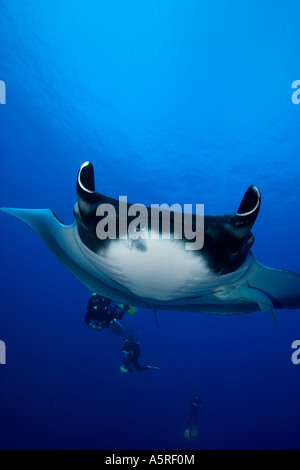 PACIFIC MANTA MANTA HAMILTONI PLONGEURS DANS CONTEXTE SOCORRO ISLANDS Banque D'Images