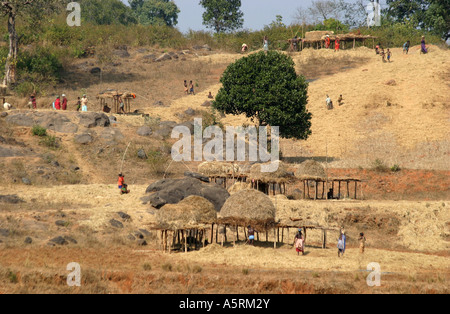 Battage communal est un village tribal indien Activité dans le district de Koraput d'Orissa en Inde Banque D'Images