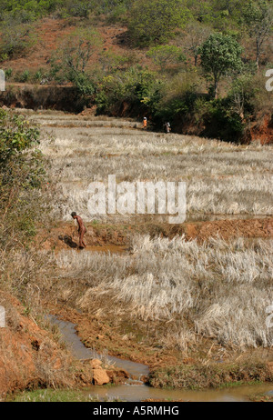 Droits tribaux traditionnels de la culture des terres héréditaires dans l'Orissa est contestée par divers organismes du gouvernement indien Banque D'Images