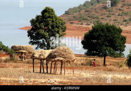 Droits tribaux traditionnels de la culture des terres héréditaires dans l'Orissa est contestée par divers organismes du gouvernement indien Banque D'Images