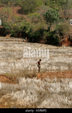 Droits tribaux traditionnels de la culture des terres héréditaires dans l'Orissa est contestée par divers organismes du gouvernement indien Banque D'Images