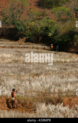 Droits tribaux traditionnels de la culture des terres héréditaires dans l'Orissa est contestée par divers organismes du gouvernement indien Banque D'Images