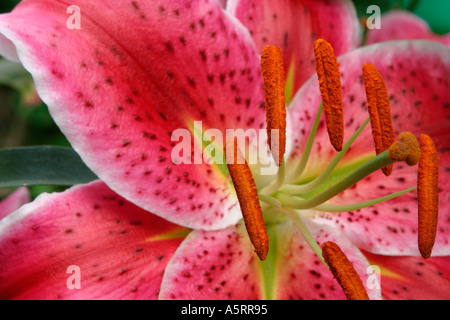 Liliy Stargazer Banque D'Images