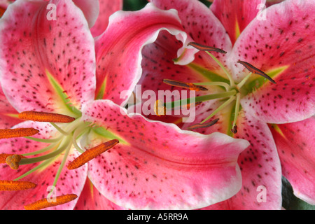 Stargazer Lily Banque D'Images