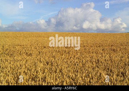 Les champs de maïs mûr Darenth Kent Banque D'Images