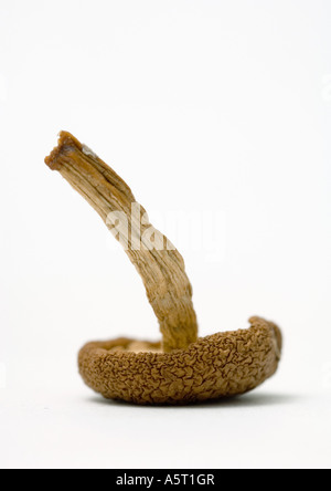Champignons séchés Banque D'Images