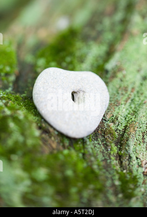 Avec le trou de galets bois moussus, extreme close-up Banque D'Images