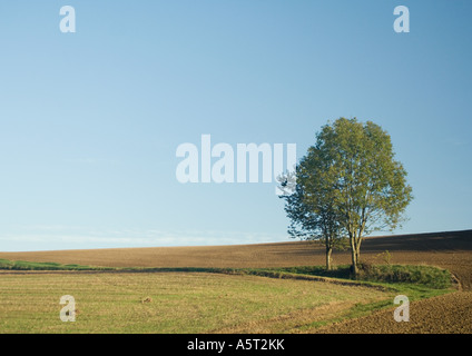 Arbres entourés de champ labouré Banque D'Images