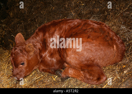 Naissance d'un veau. Red Angus beef cattle. Grange de l'intérieur. Ferme dans le pays de Galles. UK. Banque D'Images