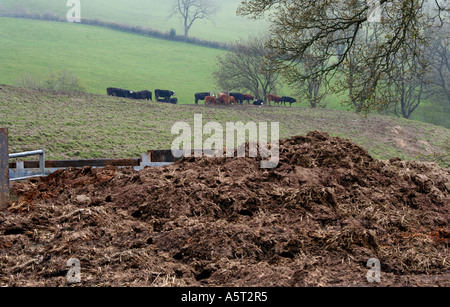 Tas de fumier. Le pâturage des vaches dans une ferme du Pays de Galles. UK. Au printemps. Banque D'Images