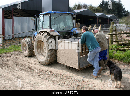 Deux agriculteurs de parler tout en s'appuyant sur la remorque d'un tracteur bleu. Le chien de berger border collie. Ferme dans le pays de Galles. UK. Banque D'Images