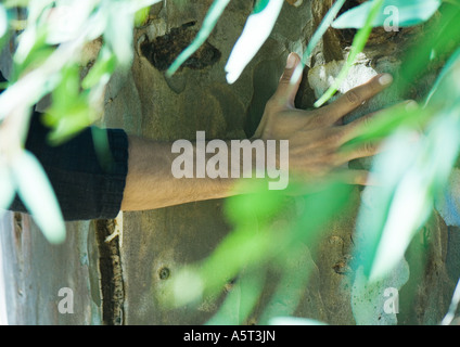 La main de l'homme sur le tronc de l'arbre, les feuilles en premier plan Banque D'Images