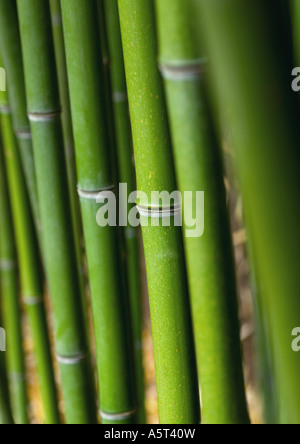 Tiges de bambou Banque D'Images