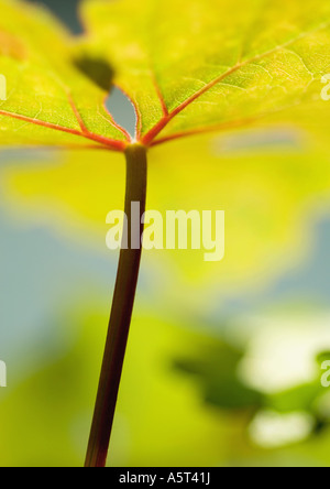 Grape leaf, low angle view, extreme close-up Banque D'Images
