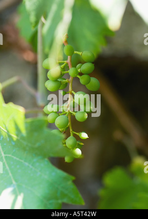 Les jeunes grapes growing sur vigne, close-up Banque D'Images