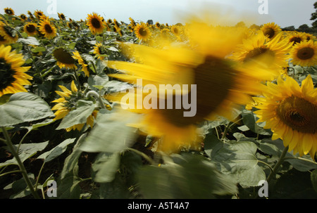 Un champ de tournesols dans le village de Wick près de Pershore à Worcestershire England UK Banque D'Images