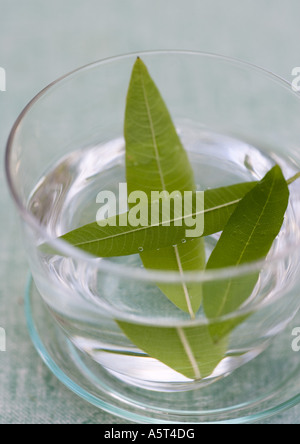 L'infusion de feuilles de verveine citronnelle dans verre d'eau Banque D'Images