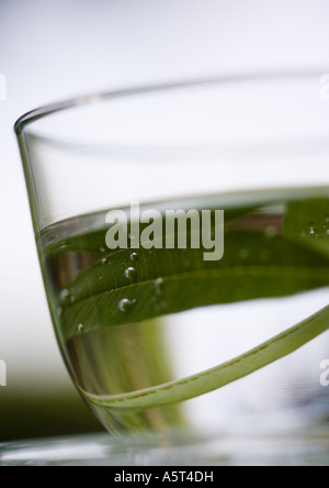 L'infusion de feuilles de verveine citronnelle dans verre d'eau Banque D'Images