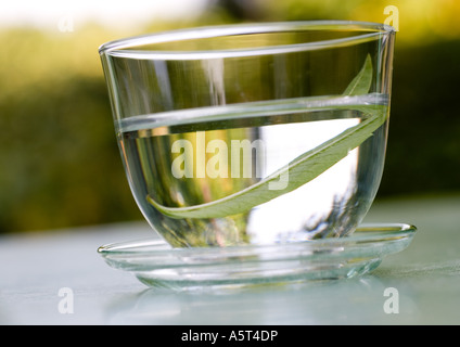 Verveine odorante feuille trempage dans de l'eau Banque D'Images