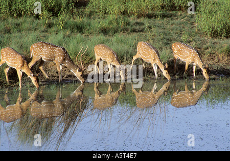 Un groupe de Chitals Axis axis à trou d'eau dans Parc national de Kanha le Madhya Pradesh Inde Banque D'Images