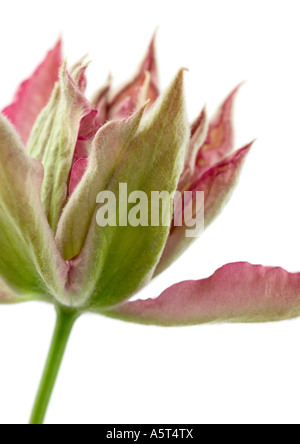 Clematis blossom, close-up Banque D'Images