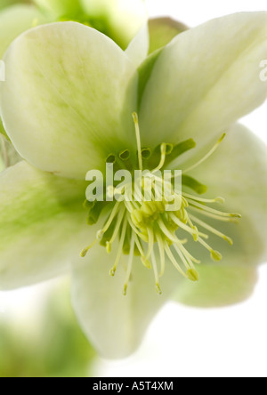 L'hellébore blanc flower, close-up Banque D'Images