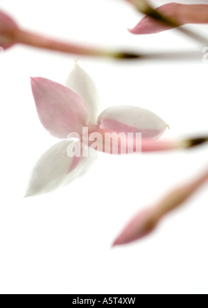 Jasmine blossom, close-up Banque D'Images