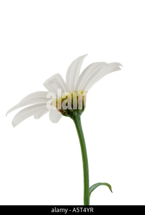 Daisy, gros plan Banque D'Images