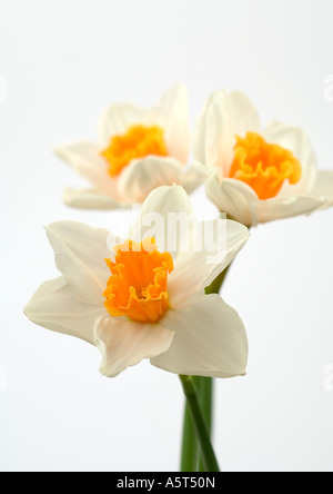 Les jonquilles, close-up Banque D'Images