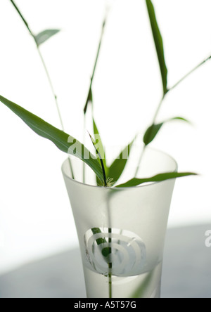 Tiges de bambou dans un vase clair Banque D'Images