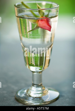 Bouton de Rose en verre de l'eau Banque D'Images