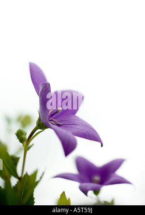 Fleurs de ballon Banque D'Images