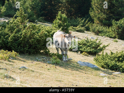 Cow standing sur montagne Banque D'Images