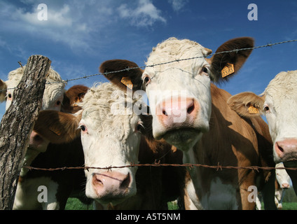 Les vaches à la recherche à travers des barbelés, close-up Banque D'Images