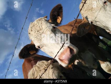 Les vaches à la recherche à travers des barbelés, close-up Banque D'Images