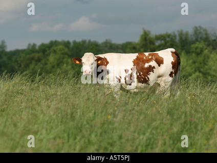 Vache montbéliarde en pâturage, pleine longueur Banque D'Images