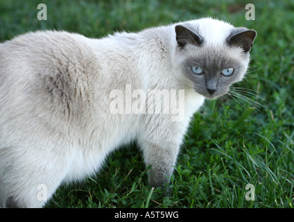 Chat Ragdoll Banque D'Images