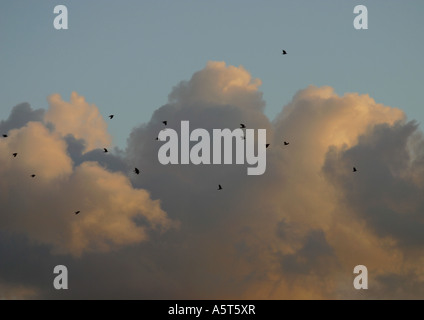 Les oiseaux dans le ciel, les nuages en arrière-plan Banque D'Images