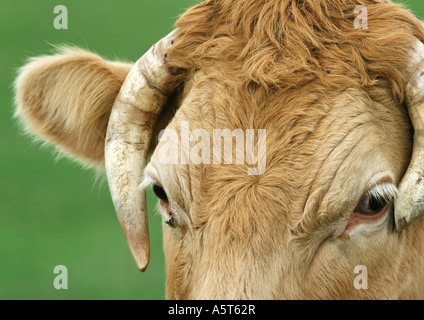 Vache, close-up de tête Banque D'Images