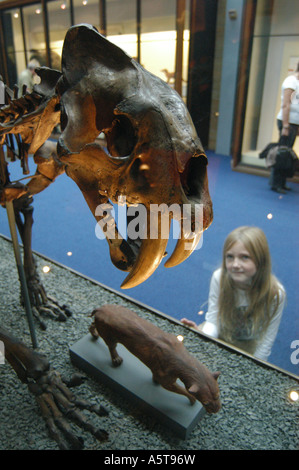 Jeune Visiteur examine un squelette d'un chat des cavernes (Smilodon) dans l'histoire naturelle de Londres, UK Banque D'Images