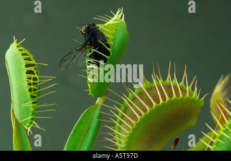 Mouche piégée dans la plante de Dionaea muscipula de Vénus piège à mouches Banque D'Images