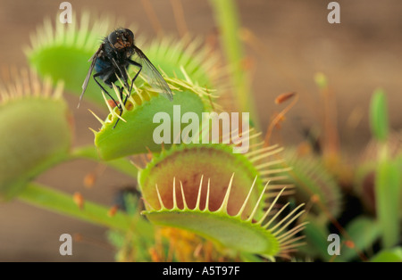 Mouche piégée dans la plante de Dionaea muscipula de Vénus piège à mouches Banque D'Images