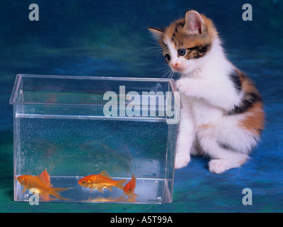 Tortoishell chaton jouant avec les poissons rouges Banque D'Images