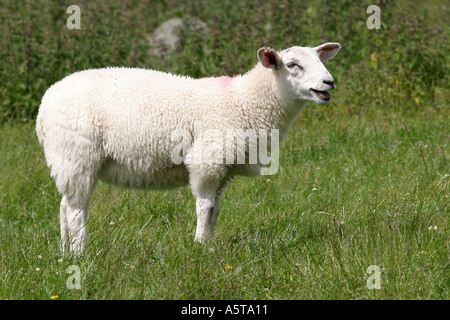 Sheep standing in field bêlements avec bouche ouverte Banque D'Images