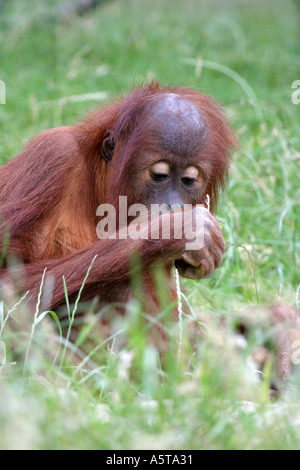Les jeunes orang-outan Banque D'Images