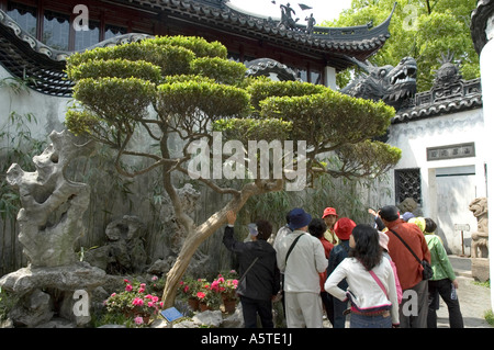 Les touristes chinois à l'écoute de Tour Guide décrivant la formation de roche sculptée dans l'arbre et Jardin de Yu Yuan, Shanghai Banque D'Images